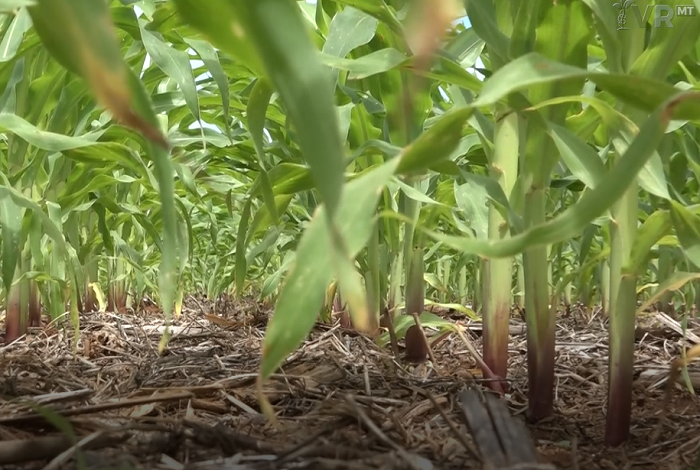 Perspectivas Positivas para a Safra de Verão em Mato Grosso, Apesar de Desafios Climáticos